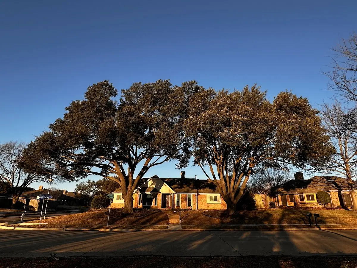 Established residential canopy tree shading a home in Fairfield